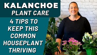 Best Tips for Kalanchoe Plant Care - How Professionals Care For Their Kalanchoes