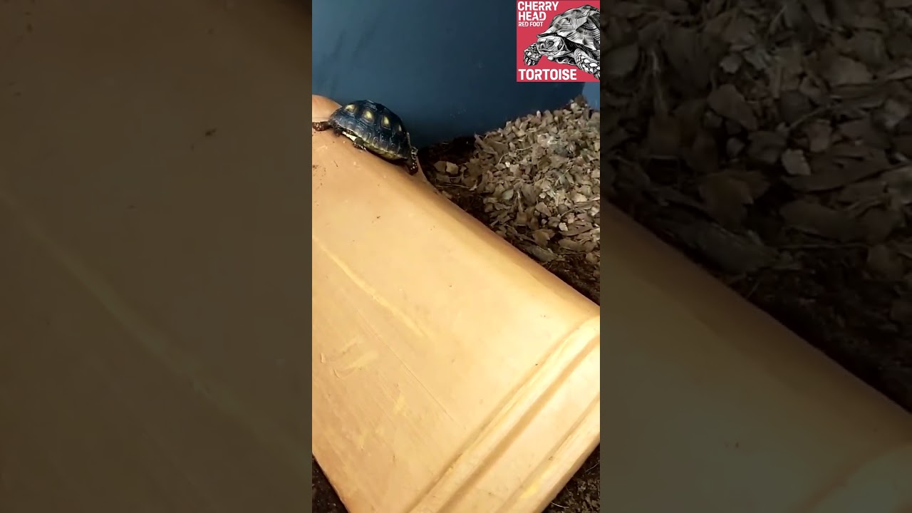 SUPER CURIOUS Red Foot Tortoise Love's To Slide