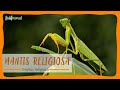 Todo sobre la mantis religiosa