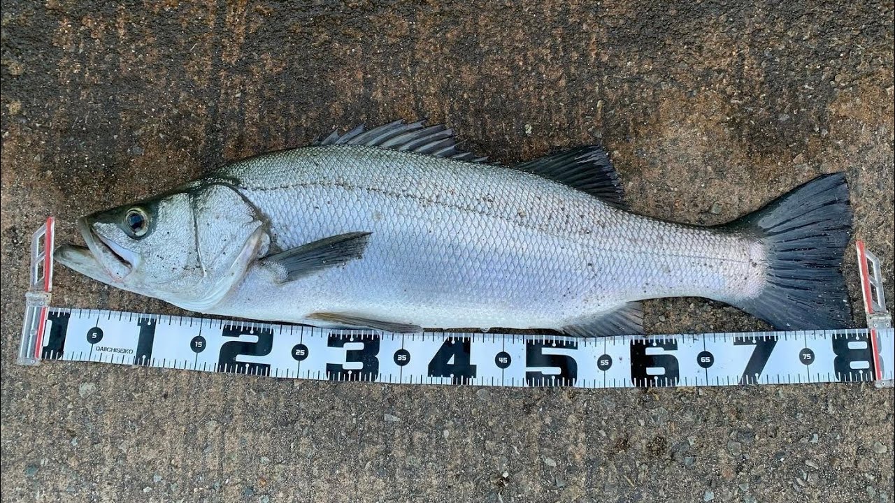 The difference between black-fin sea bass and Japanese sea bass