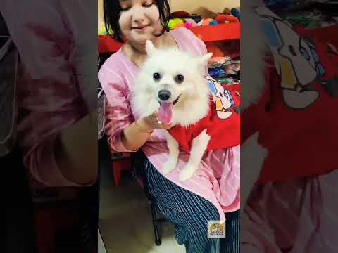 Cute dog customer feedback video