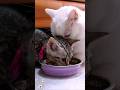 大人猫のご飯を横取りしたがる食いしん坊子猫　#マンチカン #ジェネッタ #短足