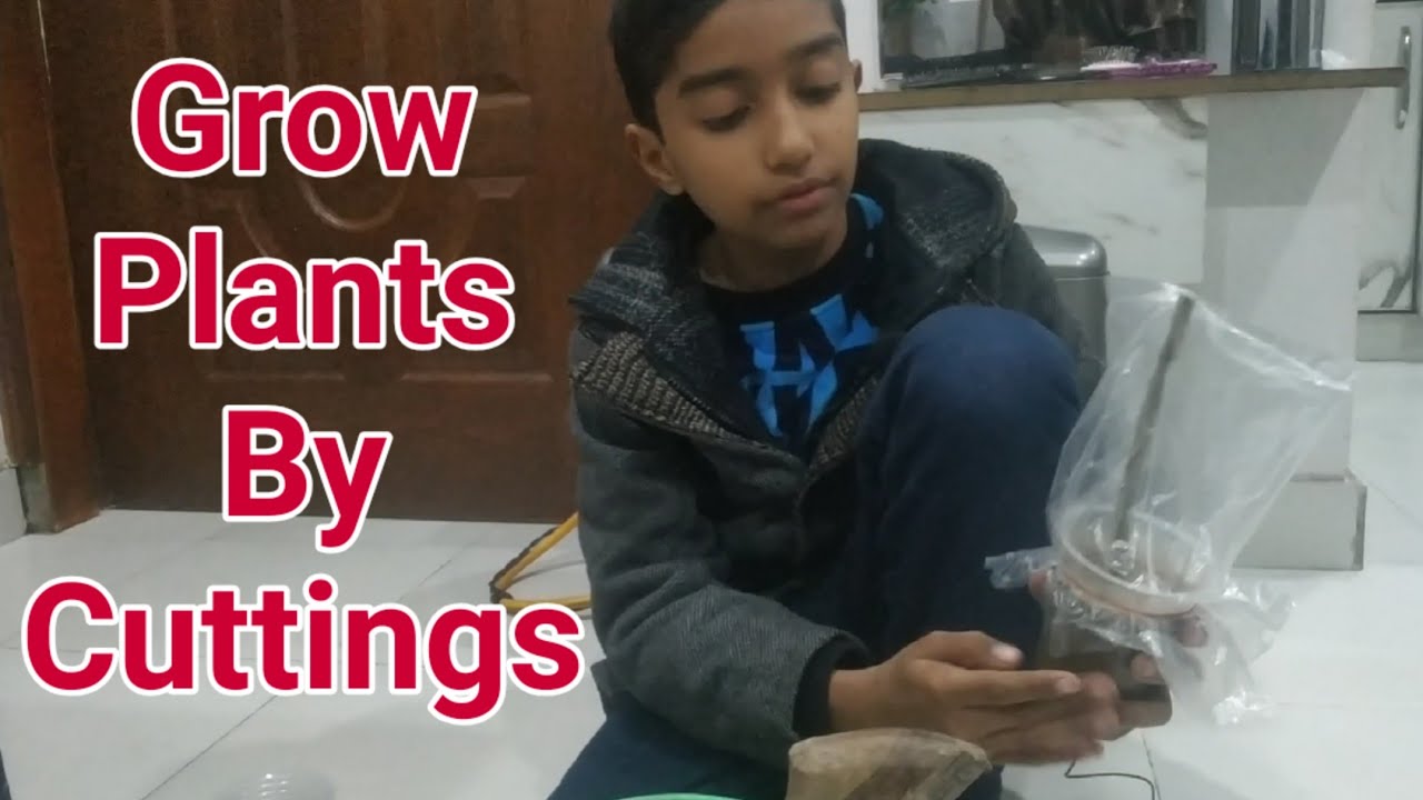 How To Grow New Plants From Stem Cutting