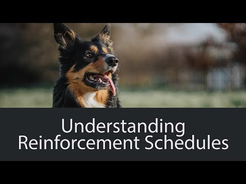 Video: Rozvrhy zesilování v tréninku psů
