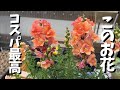【買うべきお花】金魚草は植えておくべき！コスパ最高！【園芸】【ガーデニング】【剪定】【Japan】【gardening】