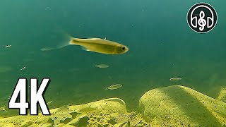Underwater sounds of a mountain river. Relaxing videos for stress relief, relaxation and sleep.