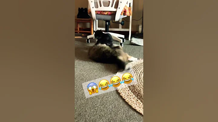 Video 1389311: maine coon kitten, maine coon jump