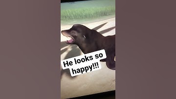 Planet Zoo 1 Minute Build Challenge- Part 1: Californian Sea Lion