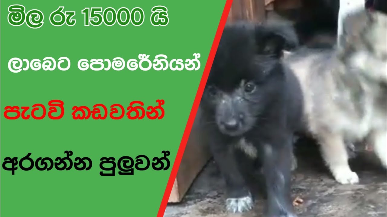 male pomeranian puppies for sale 62 / pomeranian dog price in sri