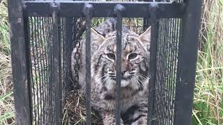 Cage Traps For Capturing Furbearers