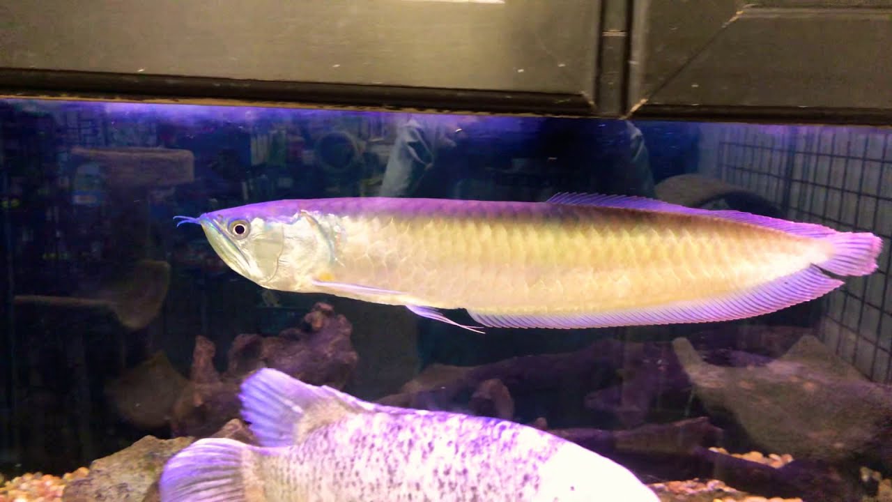 HUGE Silver arowana  and HUGE Gourami Giant  Aquarium fish  