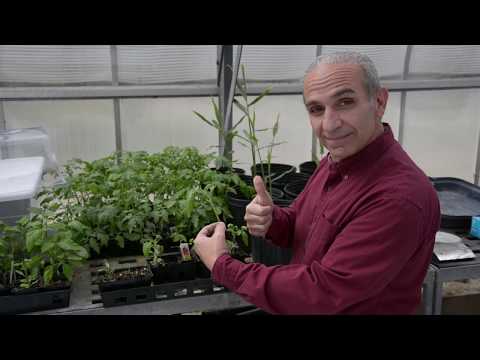 Grafting tomatoes