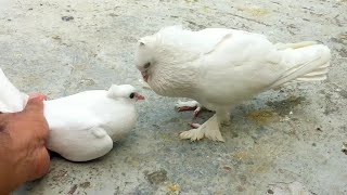 Pigeon Sounds To  Attract Pigeons || Male Pigeon Super Performance || White Pigeon