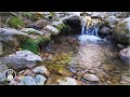 Sounds of Small Mountain River and Forest Birds Singing. 6 Hours for Sleep and Relaxation