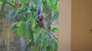 Squirrels Mating