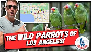 The Wild Parrots of Los Angeles: How Did They Get Here!??