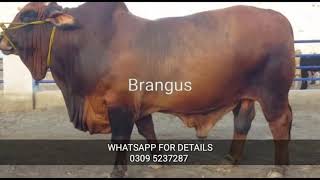 PAKISTAN BIGGEST BRANGUS LIVE WEIGHT 1200KG 6 TEETH HO RAHA HA