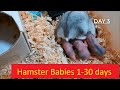 Cute babies hamster 1 to 30 days   hamster robo