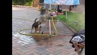 Dog Is Trying To Drink