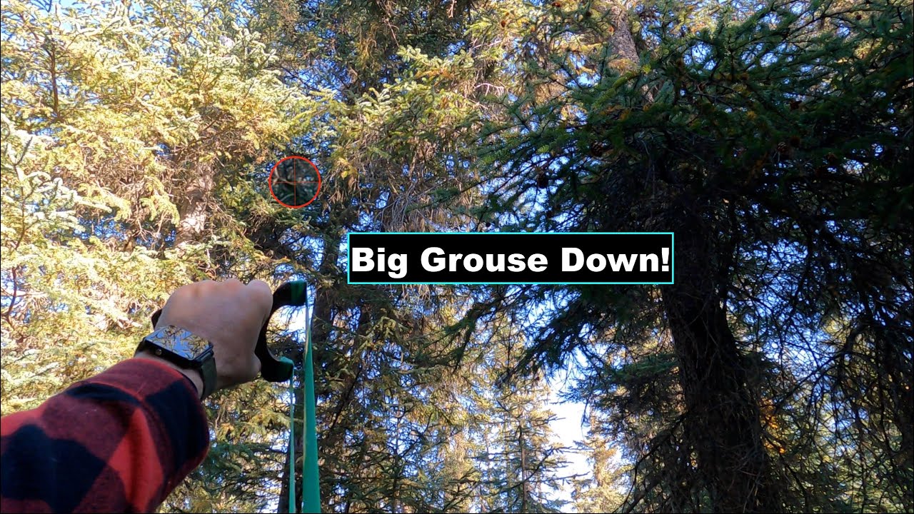 Slingshot hunting grouse in Alaska 2 Dogs and a Buddy. YouTube