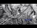 ~Promise me...~Audio Kurzfilm.~Modellpferde Musikvideo~S!lverFox~