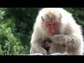 【地獄谷野猿公苑】☆ トックリ00 全記録集 2016年 1 ☆ ~ニホンザル~ / snowmonkey