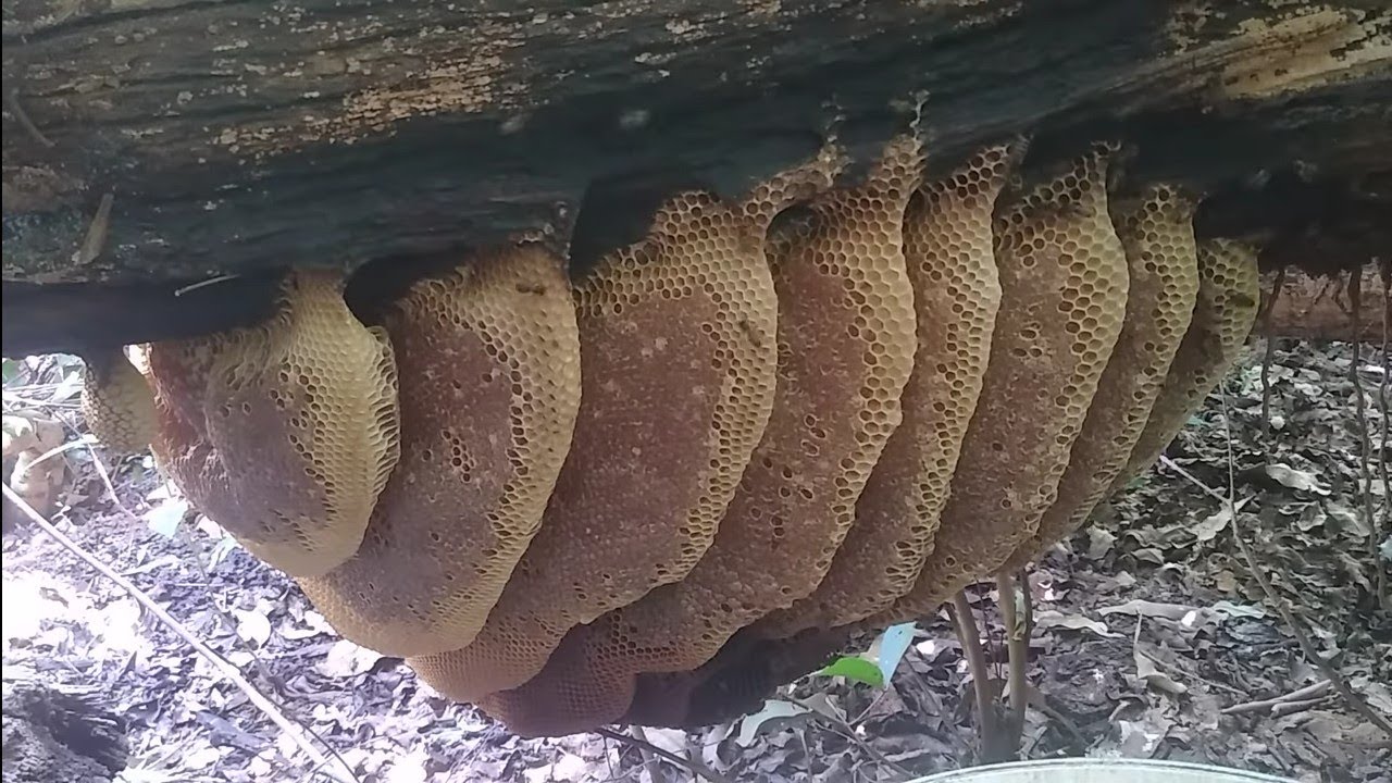 tirando mais uma abelha muito boa de mel