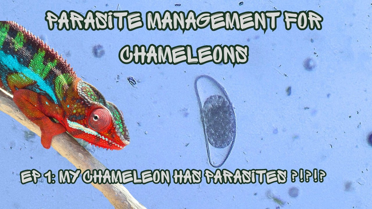 Chameleon Fecal Test Came Back Positive - Now What?