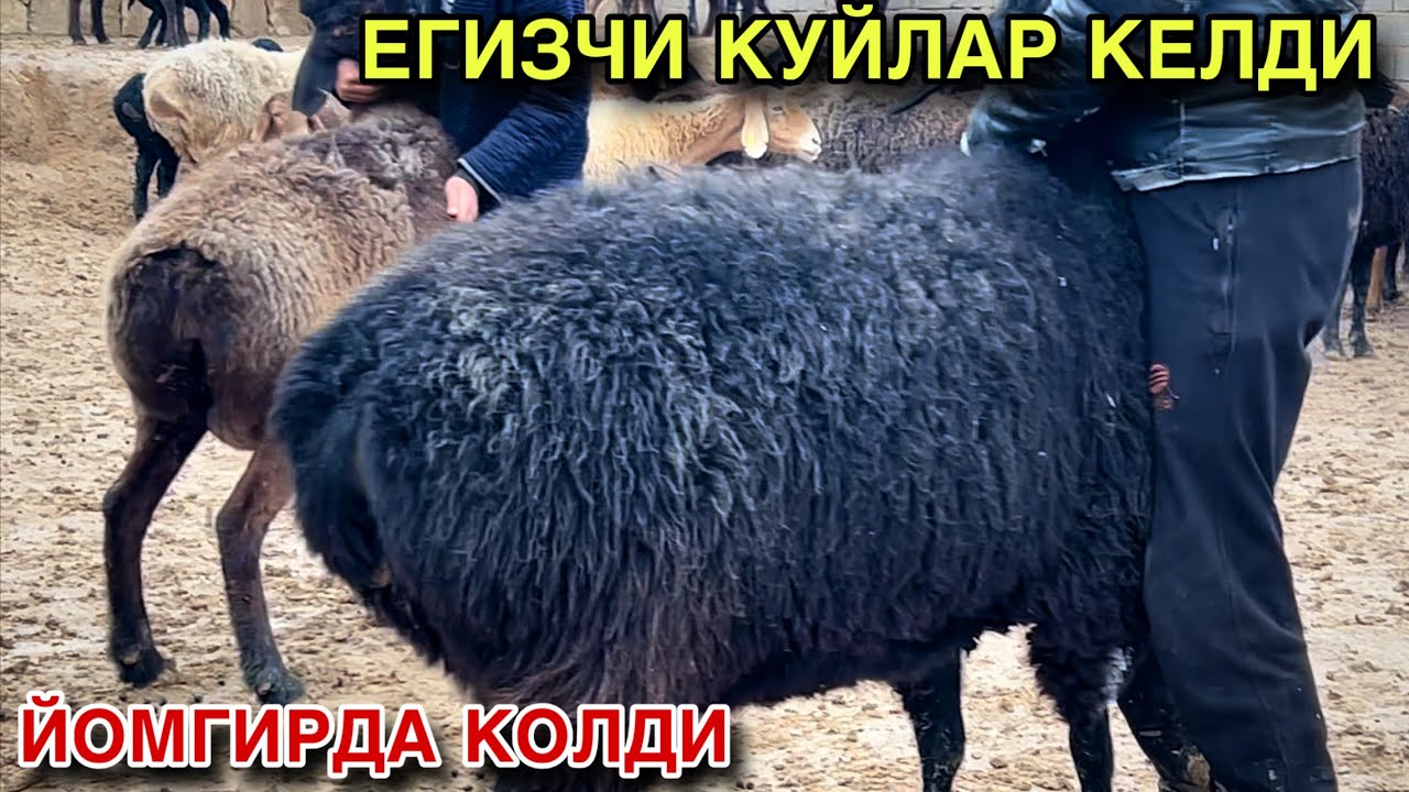 ТУК БУГОЗЛАРИ БОР! ☎️+998 99 319 1483 ☎️+998 99 216 8330