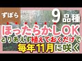【ほったらかし】植えるだけで毎年11月に咲く植物💐9品種紹介!ずぼらガーデニングの花壇で大活躍‼️【ガーデニング】【園芸】
