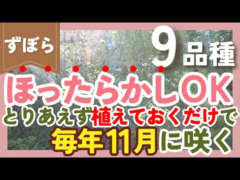 11月のガーデニング、冬支度はもうやった？春がラクになる5つのステップ