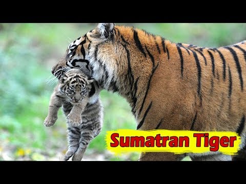 Sumatran Tiger - Facts, Habitat, Size And Threats