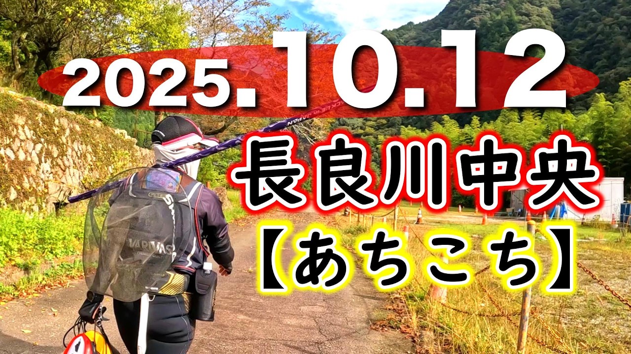 長良川中央、まだまだ初心者女性でも釣れましたが、かなり条件にシビアになってきました【2025年鮎釣り】