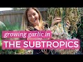 Growing Garlic in the Subtropics