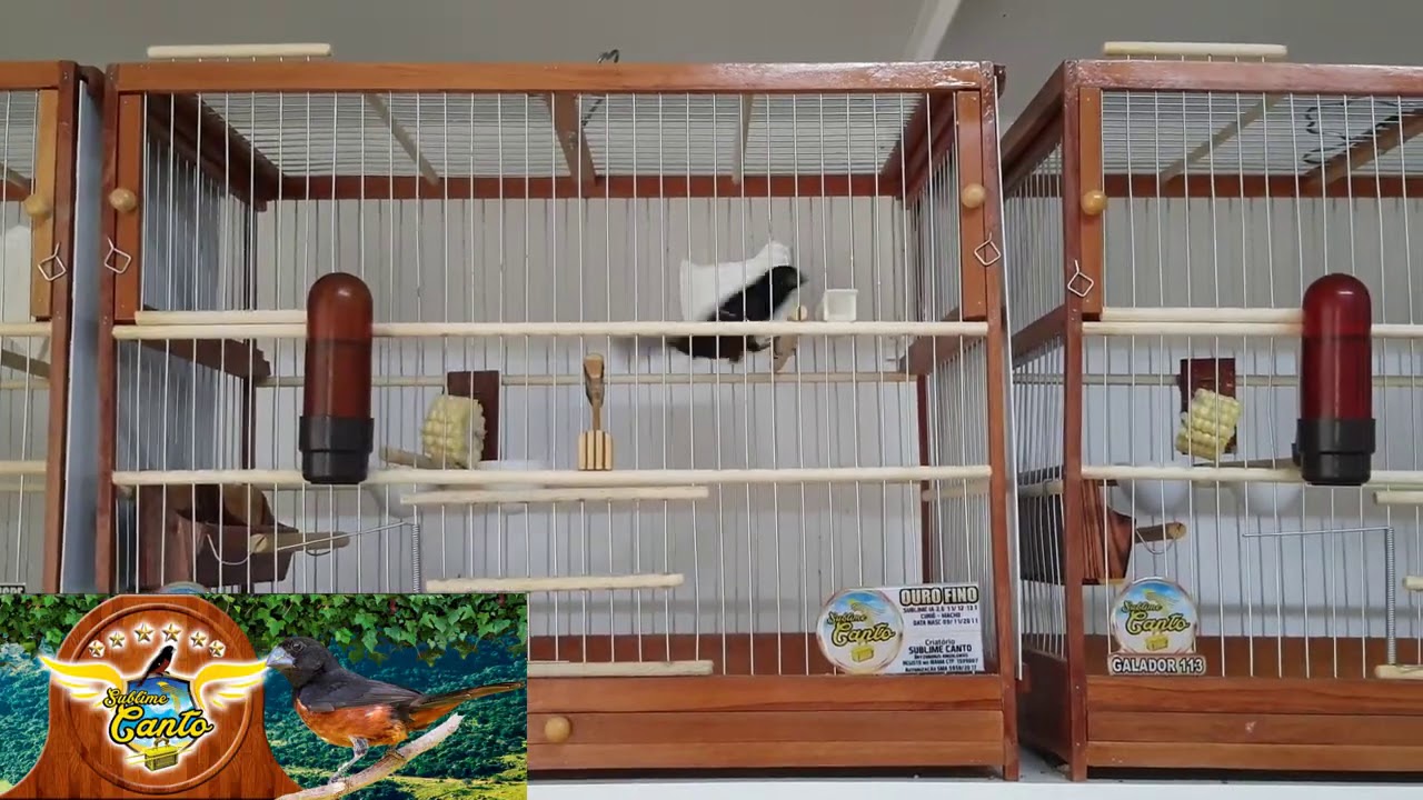 PREPARANDO OS GALADORES PARA CRIAÇÃO - INÍCIO DA PREPARAÇÃO DO PLANTEL PARA CRIAÇÃO