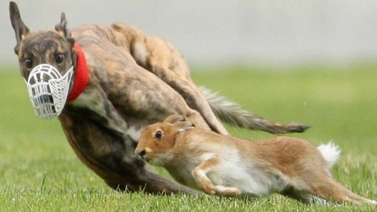 Ирландское дерби по собачьим бегам 2024 года