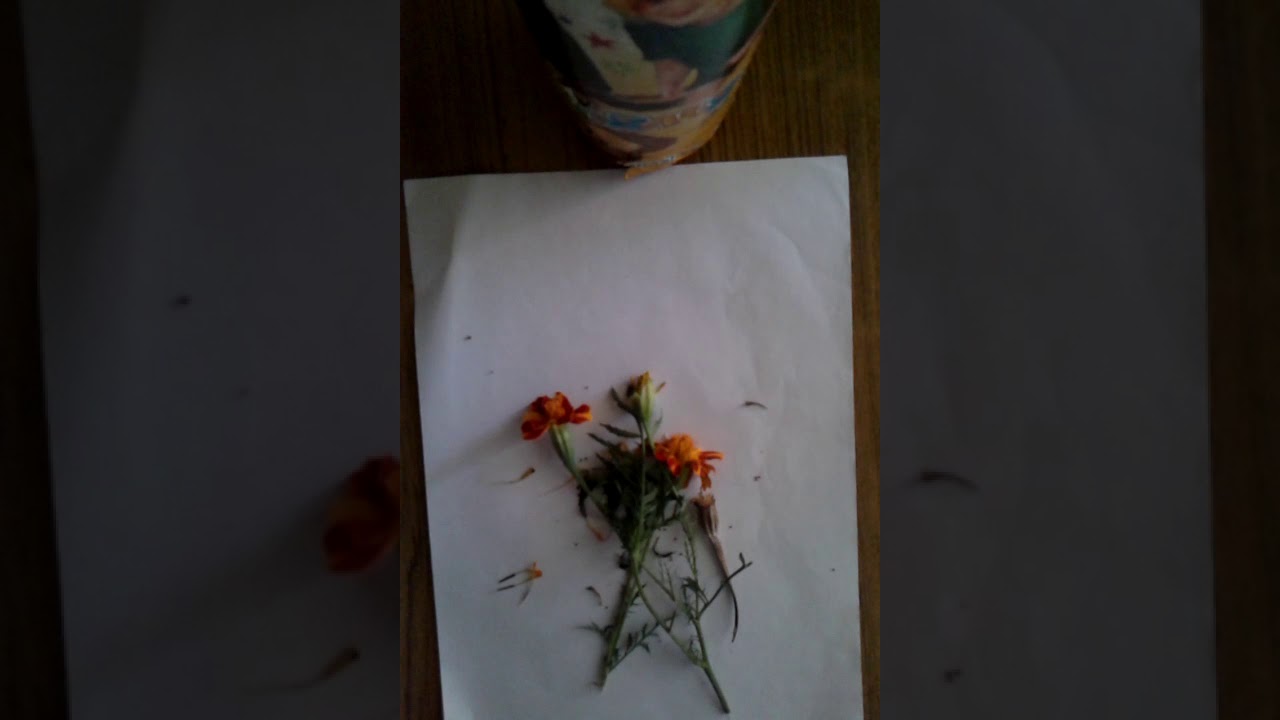 Difference Between Bud And Flower YouTube Difference Between Bud And Flower YouTube