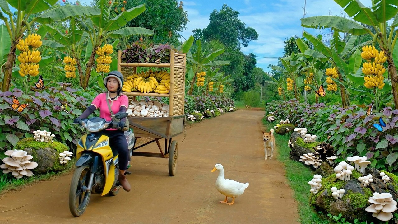 Harvest A Truckload Of Mushrooms, Perilla, Bananas To Sell At The Market – Cook With Them – Farming