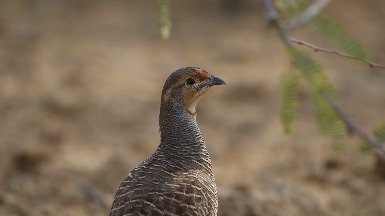 grey francolin subadult 