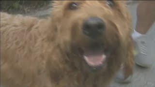 Pet hazards to avoid in the new year
