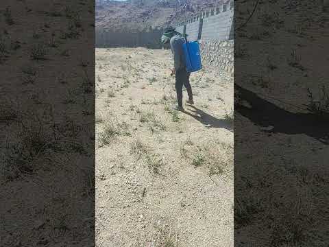 مبارزه با علفهای هرز بهترین زمان برای از بین بردن علفهای هرز در بهار و قبل از پخش شدن بذرشان است