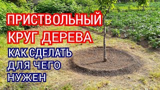 Приствольный круг плодовых деревьев, как правильно сделать и зачем нужен приствольный круг