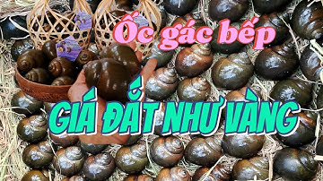 Đặc sản ốc gác bếp tại sao giá lại cao? Ốc gác bếp có thật sự ngon không?