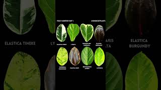 Ficus Varieties Part 1 🪴💚 - #Ficus #Houseplants #Plants #OhShootPlants