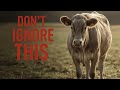 Cattle Health Warning Signs (Don't Ignore These!) #video