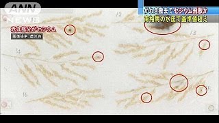 福島第一原発　がれき撤去で稲穂に放射性物質付着か(14/07/14)