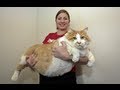 Fattest cat in the world massive moggie garfield takes the title of worlds fattest cat