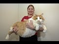 Fattest Cat in the World: Massive Moggie Garfield Takes The Title Of World's Fattest Cat