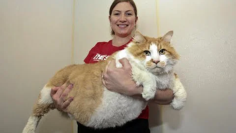 Fattest Cat in the World: Massive Moggie Garfield Takes The Title Of World's Fattest Cat - DayDayNews