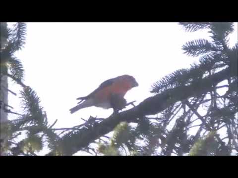 camera iphone 8 plus apk Parrot Crossbill, Howden Reservoir (Derbyshire), 28.12.17